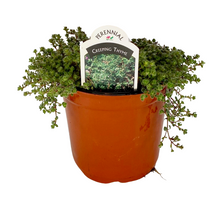 Load image into Gallery viewer, Creeping Thyme - Pseudolanginosus