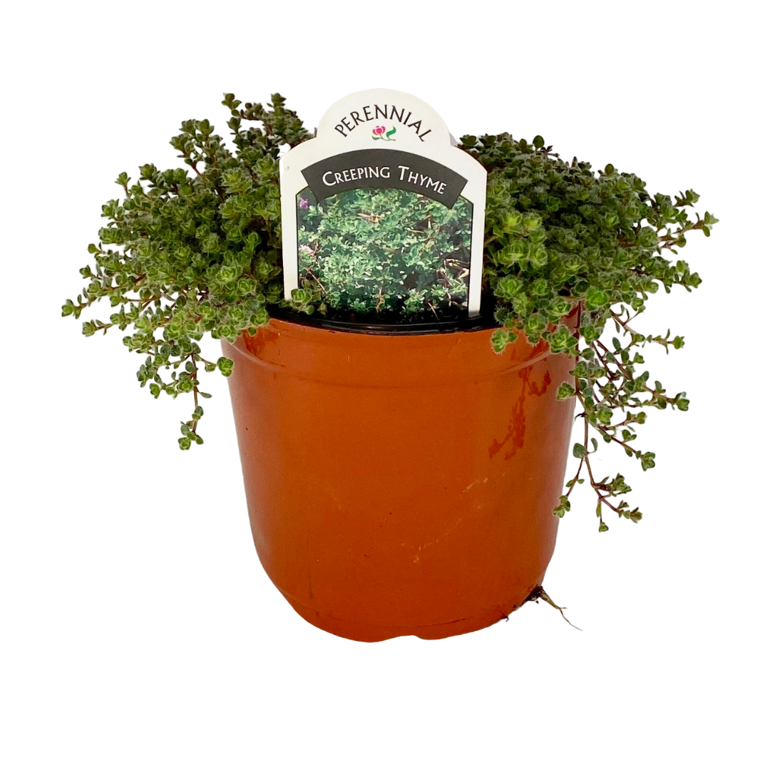 Creeping Thyme Pseudolanginosus A&M Seasonal Corner