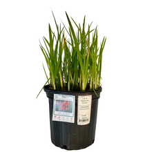 Load image into Gallery viewer, Crocosmia - Emily McKenzie