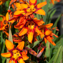 Load image into Gallery viewer, Crocosmia - Emily McKenzie
