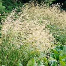 Load image into Gallery viewer, Deschampsia Cespitosa - Tufted Hair grass