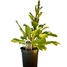 Load image into Gallery viewer, Digitalis - Fox Glove - Camelot Mix