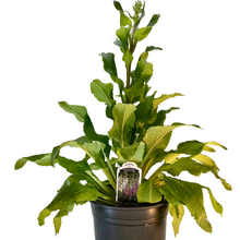 Load image into Gallery viewer, Digitalis - Fox Glove - Camelot Mix