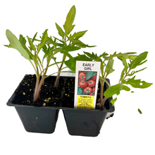 Load image into Gallery viewer, Early Girl - Tomato Plant