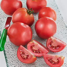 Load image into Gallery viewer, Early Girl - Tomato Plant