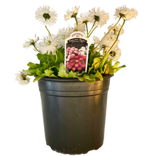 Load image into Gallery viewer, English Daisy - Habanera