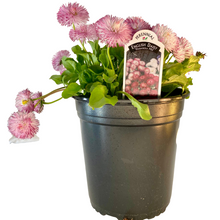 Load image into Gallery viewer, English Daisy - Habanera