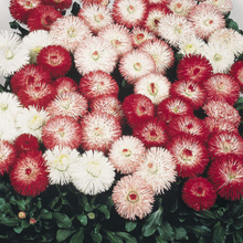 Load image into Gallery viewer, English Daisy - Habanera