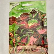 Load image into Gallery viewer, FL526 - COLEUS SEEDS