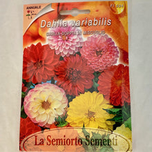 Load image into Gallery viewer, FL534 - DOUBLE DAHLIA SEEDS