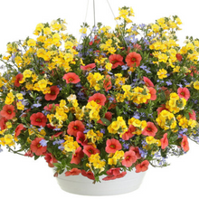 Load image into Gallery viewer, Proven Winners - Recipe - Flashy Fun