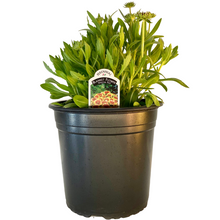 Load image into Gallery viewer, Hemerocallis Catherine Woodbury 1.5 Gallon Pot