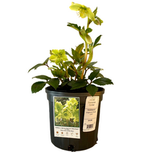 Load image into Gallery viewer, Helleborus - Snow Love 1 Gallon Pot