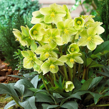 Load image into Gallery viewer, Helleborus - Snow Love 1 Gallon Pot