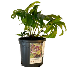 Load image into Gallery viewer, Helleborus Brandywine