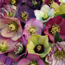 Load image into Gallery viewer, Helleborus Brandywine 1 Gallon Pot