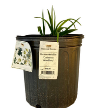 Load image into Gallery viewer, Hemerocallis Catherine Woodbury 1.5 Gallon Pot