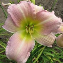 Load image into Gallery viewer, Hemerocallis Catherine Woodbury 1.5 Gallon Pot