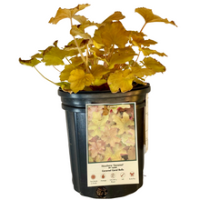 Load image into Gallery viewer, Heuchera - Caramel - Coral Bells