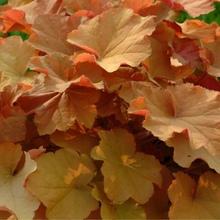 Load image into Gallery viewer, Heuchera - Caramel - Coral Bells