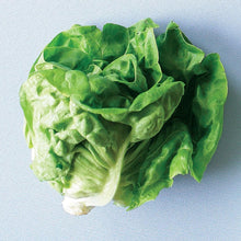 Load image into Gallery viewer, Boston - Lettuce Plant 4.5” Pot