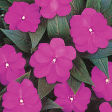 Load image into Gallery viewer, Proven Winners - New Guinea Impatiens - Infinity Light Purple