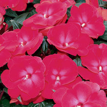 Load image into Gallery viewer, Proven Winners - New Guinea Impatiens - Infinity Cherry Red
