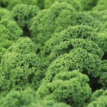 Load image into Gallery viewer, Kale Plant 4.5” Pot