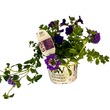 Load image into Gallery viewer, Proven Winners - Recipe - Lilac Festival