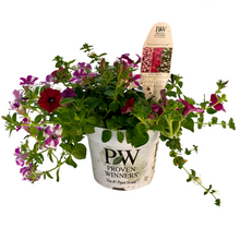 Load image into Gallery viewer, Proven Winners - Recipe - Love Birds