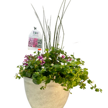 Load image into Gallery viewer, Proven Winners - Recipe - Love Birds