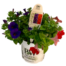 Load image into Gallery viewer, Proven Winners - Recipe - Main Street USA