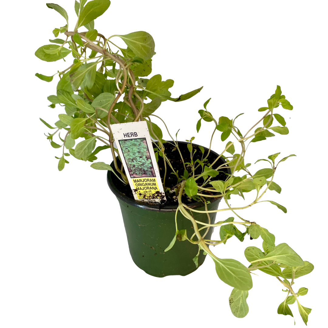 majorana plant Marjoram