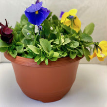Load image into Gallery viewer, Pansy - Matrix Mix