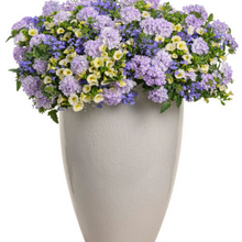 Load image into Gallery viewer, Proven Winners - Recipe - Neptune