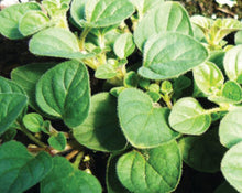 Load image into Gallery viewer, Savor - Herbs - Oregano Mediterranean Greek