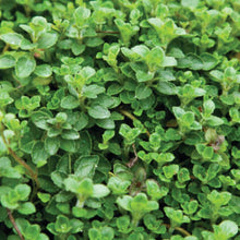 Load image into Gallery viewer, Savor - Herbs - Oregano Mediterranean Greek