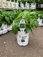 Load image into Gallery viewer, Proven Winner - Basil - Amazel Basil