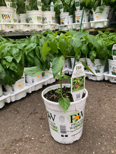 Load image into Gallery viewer, Proven Winner - Hot Pepper - Fire Away