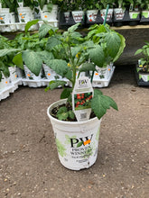 Load image into Gallery viewer, Proven Winner - Tomato - Goodhearted