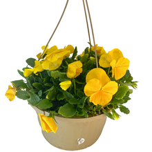 Load image into Gallery viewer, Pansy - Matrix Yellow
