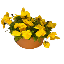 Load image into Gallery viewer, Pansy - Matrix Yellow