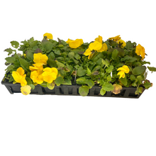 Load image into Gallery viewer, Pansy - Matrix Yellow