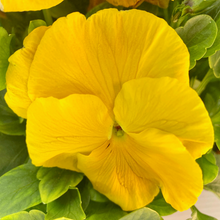 Load image into Gallery viewer, Pansy - Matrix Yellow