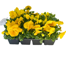 Load image into Gallery viewer, Pansy - Matrix Yellow