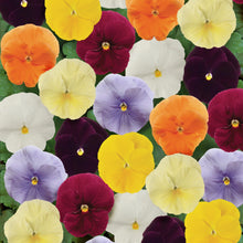 Load image into Gallery viewer, Pansy-Matrix Clear Mix
