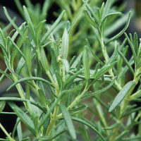 Load image into Gallery viewer, Savor - Herbs - Rosemary Roasting