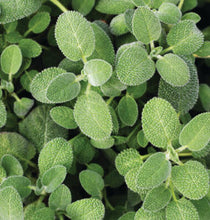 Load image into Gallery viewer, Savor - Herbs - Sage Wise Old Sage