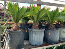 Load image into Gallery viewer, Sago Palm