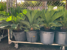 Load image into Gallery viewer, Sago Palm